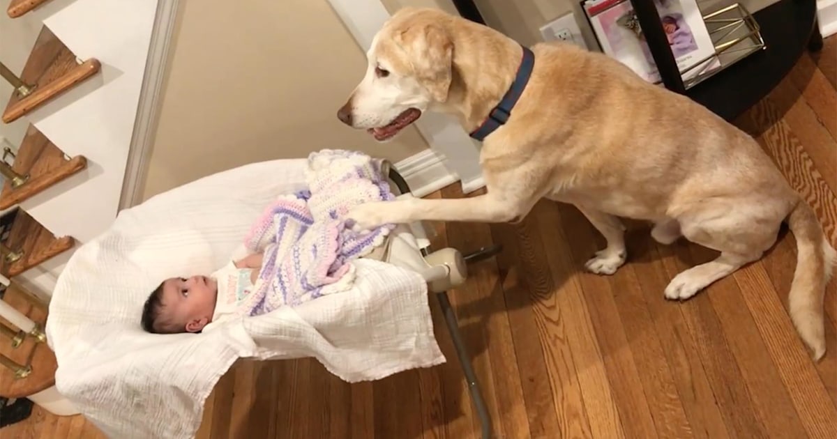 Labra dog child discount