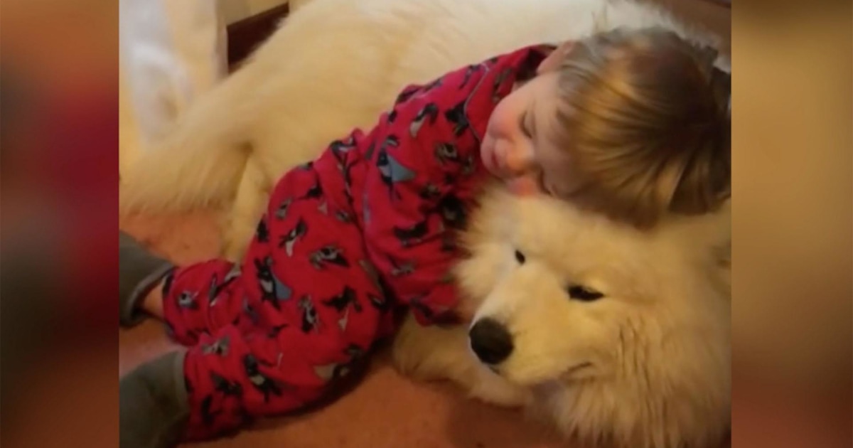 Baby and Samoyed dog are the most adorable cuddle buddies