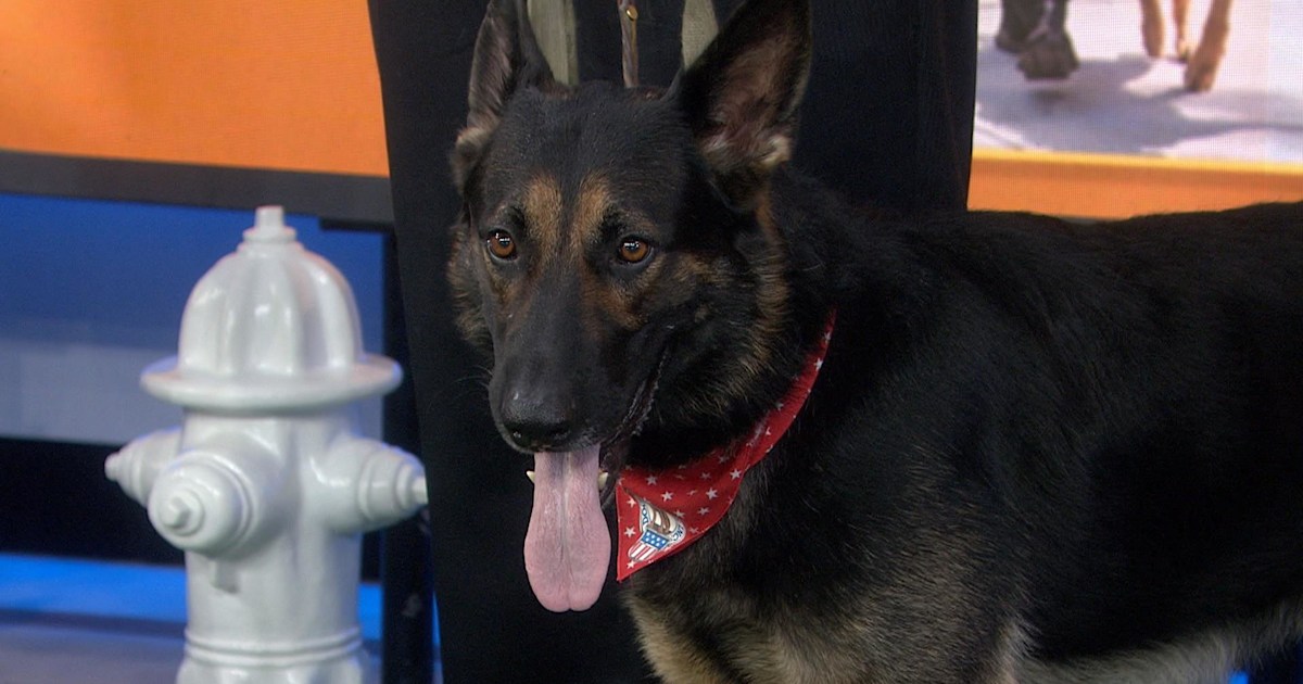 Meet the pups from the American Humane Hero Dog Awards