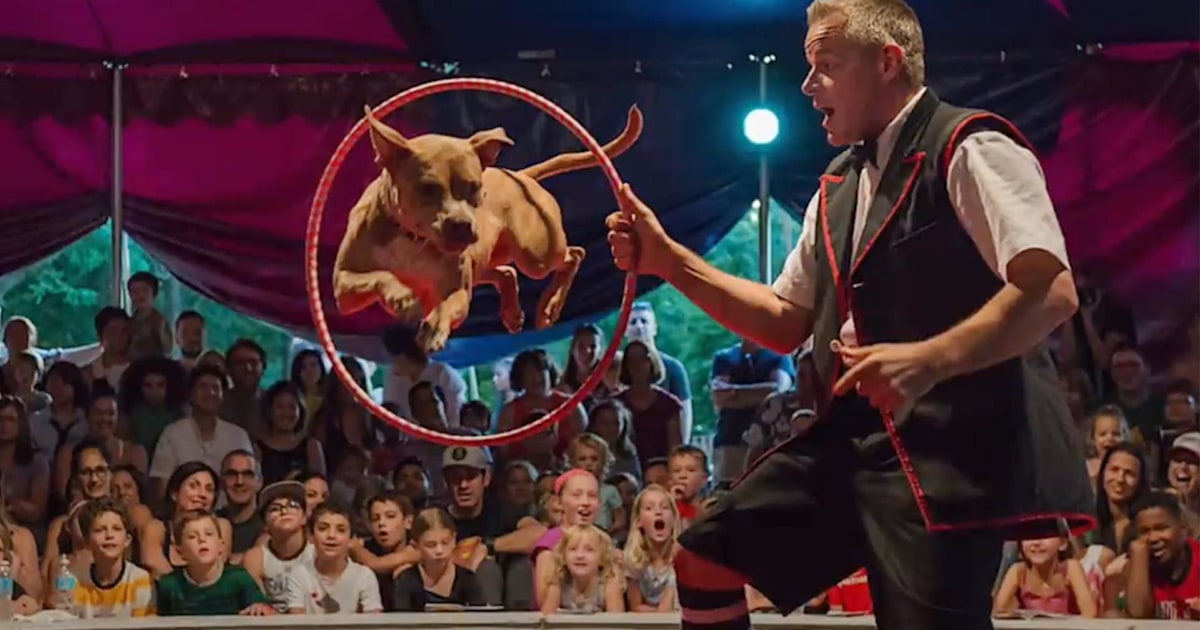 Rescued pit bulls are the star of this Chicago circus