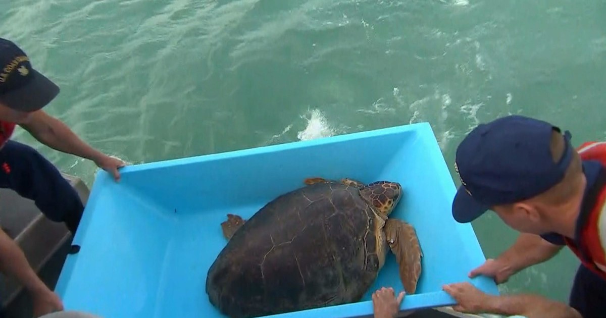 Watch Al Roker help a giant turtle return to the water