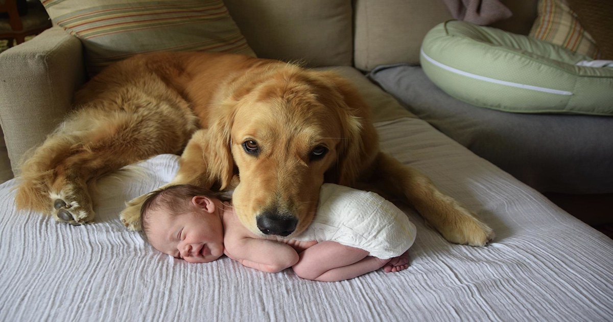 This dog loves to cuddle up to his sweet baby sister