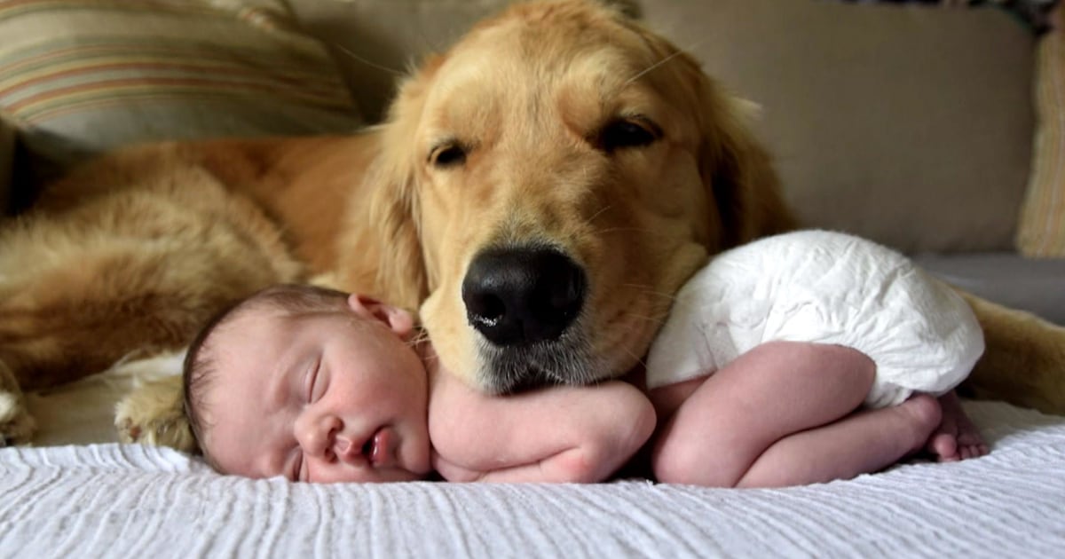 Golden retriever puppy and baby discount