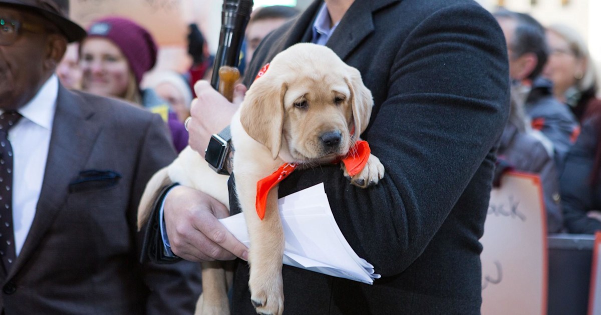 TODAY show’s new puppy is named…