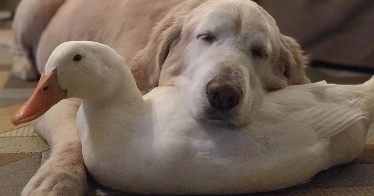 See dog and ducks’ loving, unlikely friendship