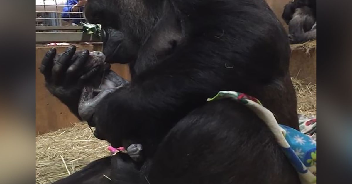 Gorilla And Girl X Video - Watch a mother gorilla kiss her newborn baby for the first time