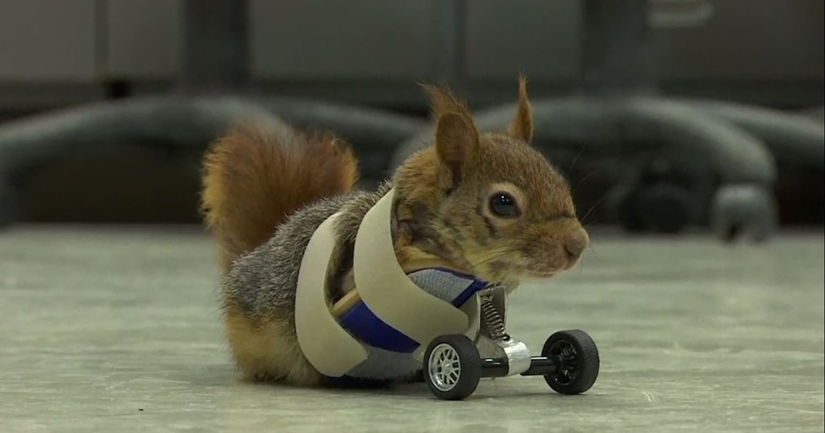 Watch this squirrel ride through life on a new set of prosthetic wheels