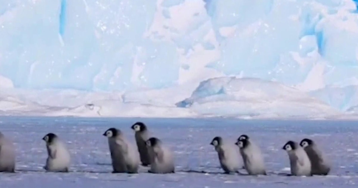 Baby penguins take a stroll in adorable video