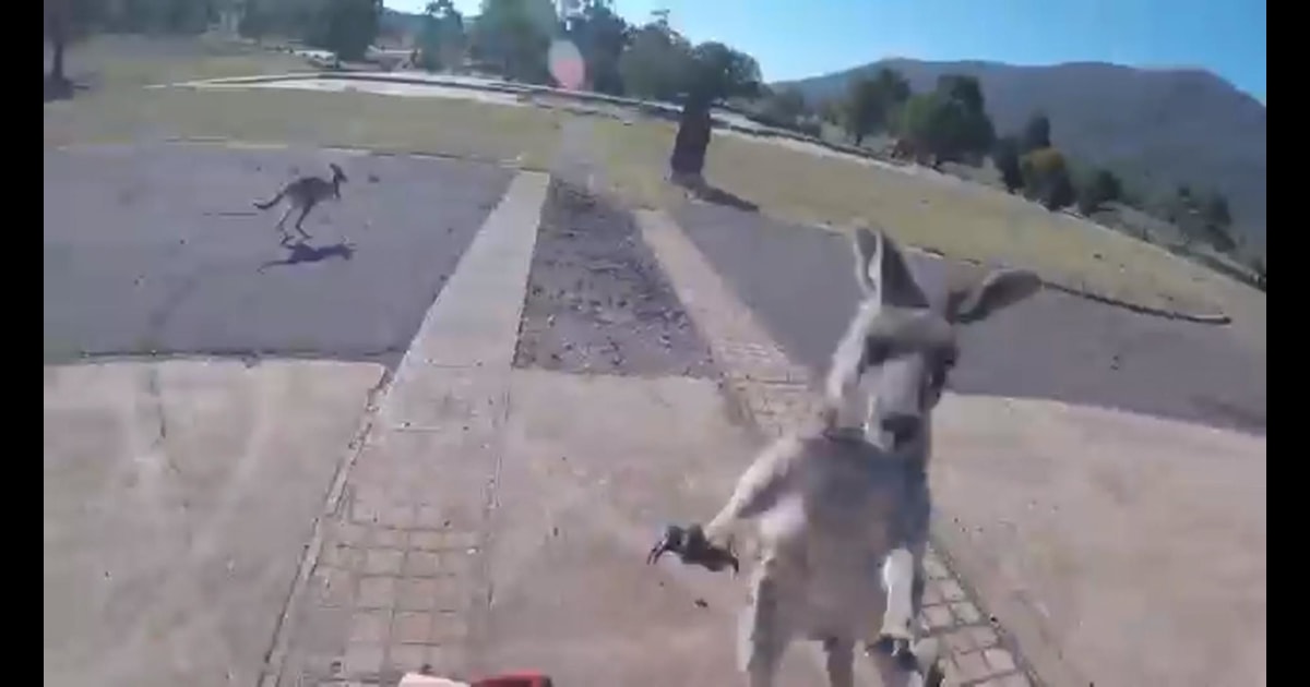 Kangaroo punches a paraglider, and more Highs and Lows of the week