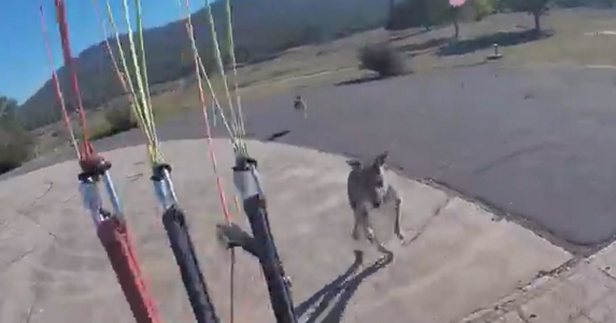 Kangaroo attacks paraglider in Australia just as he lands
