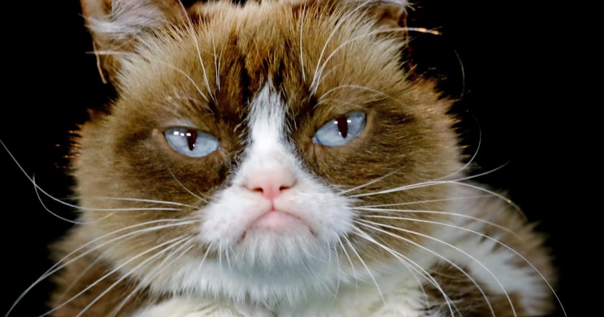 Meet ‘Tardar Sauce,’ the grumpy cat gone viral