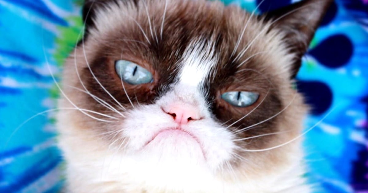 Grumpy Cat The Internet S Favorite Grouch Dies At Age 7