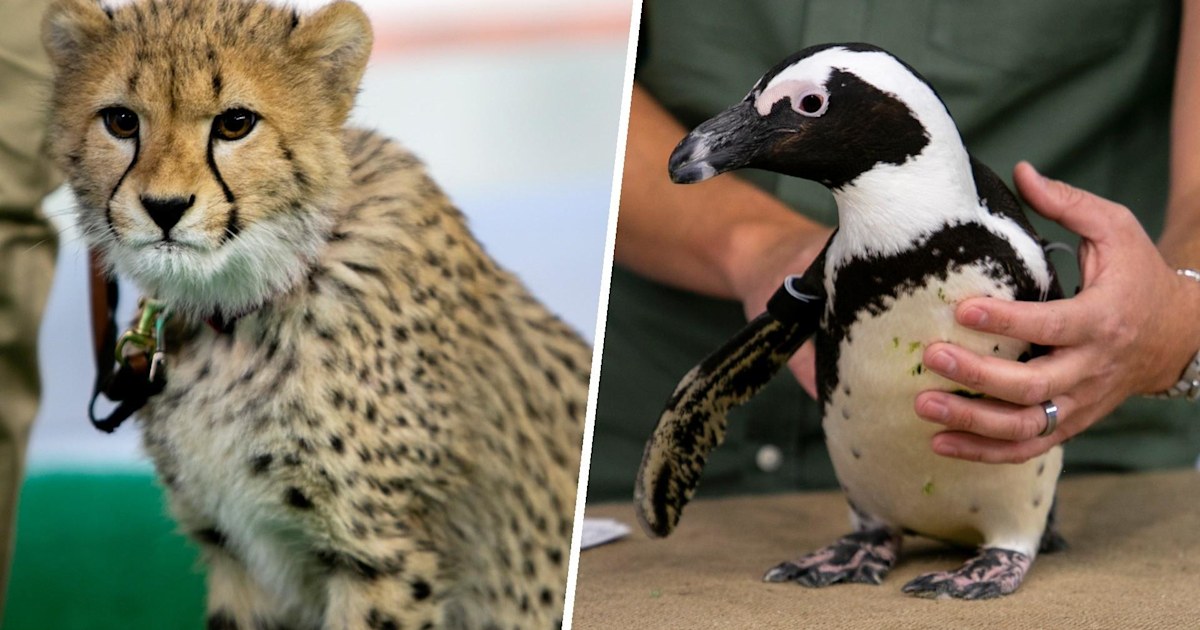 See endangered animals from Turtle Back Zoo in New Jersey