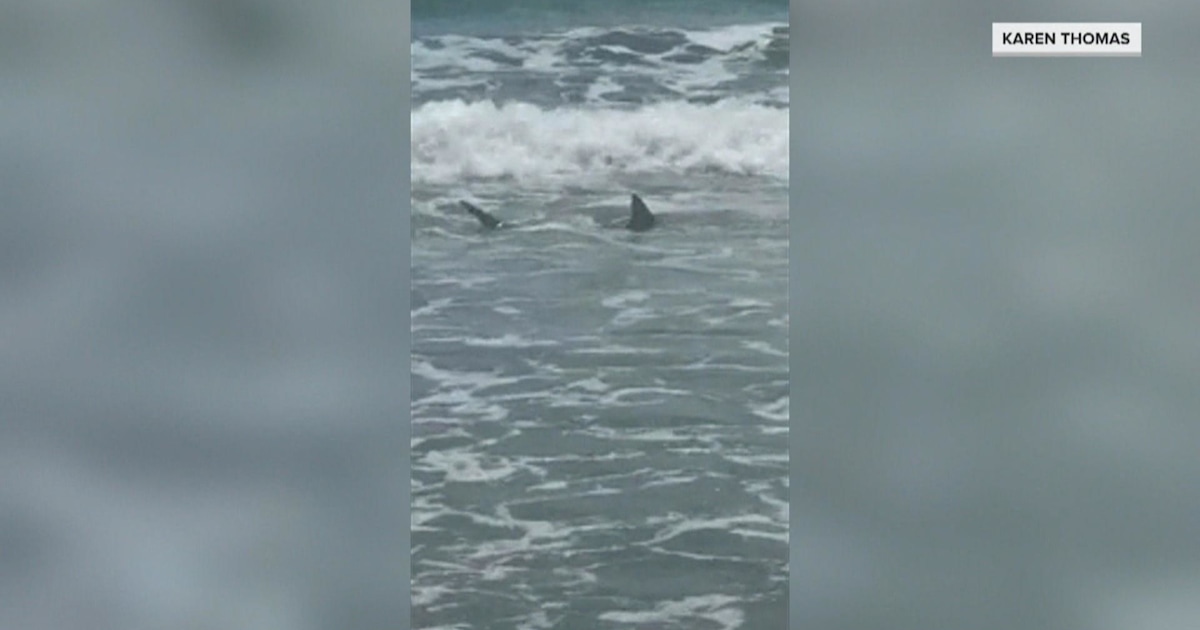 Family spots pair of sharks off Florida beach in rare sighting