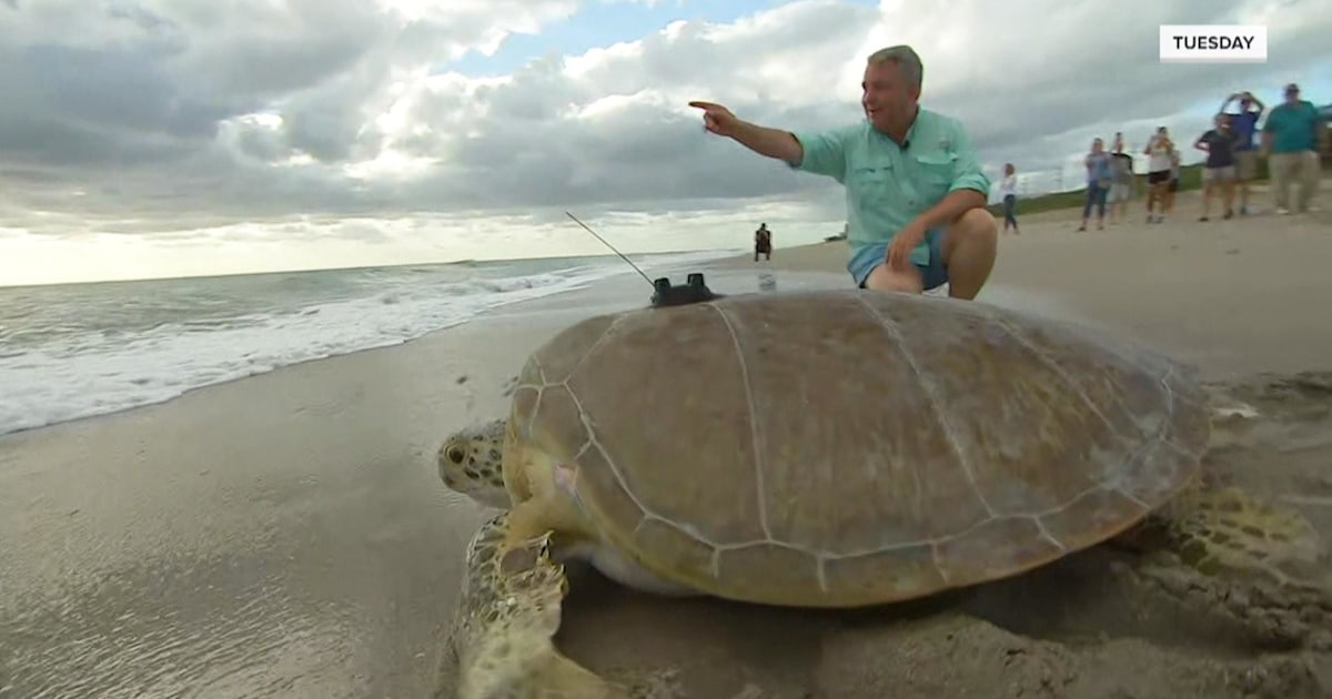 How to track the sea turtle named after TODAY