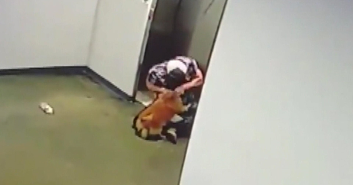 Watch man rescue dog whose leash got caught in elevator