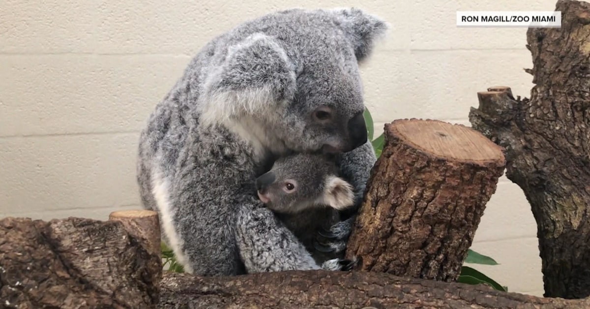 New koala baby Hope born at Zoo Miami Get an exclusive first look