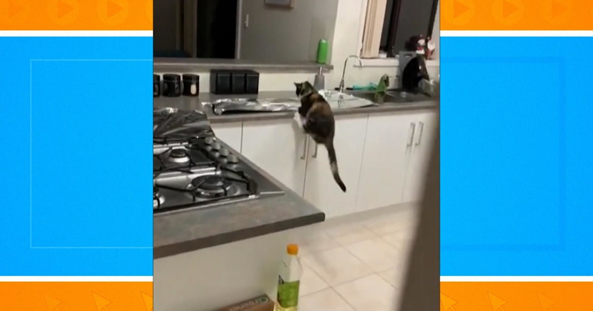 Are cats afraid of tin foil? Watch this video and see…