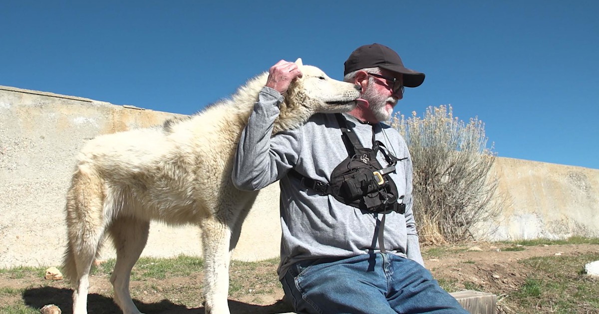 How combat veterans and rescued wolves help each other heal