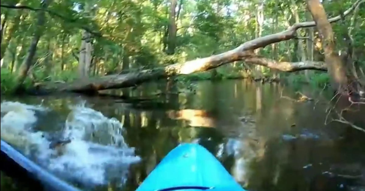 Watch kayaker’s scary encounter with alligator