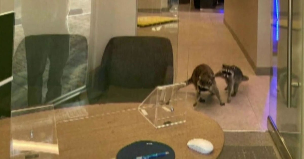 Bandit raccoons inside California bank caught on camera