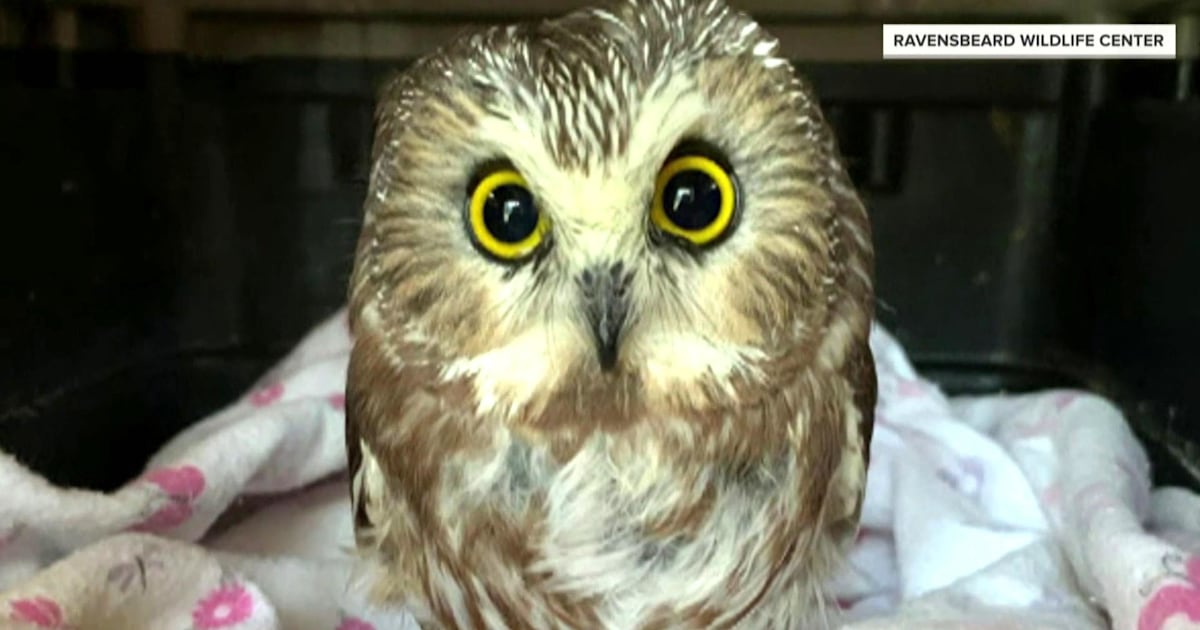 Tiny owl rescued from Rockefeller Center Christmas tree