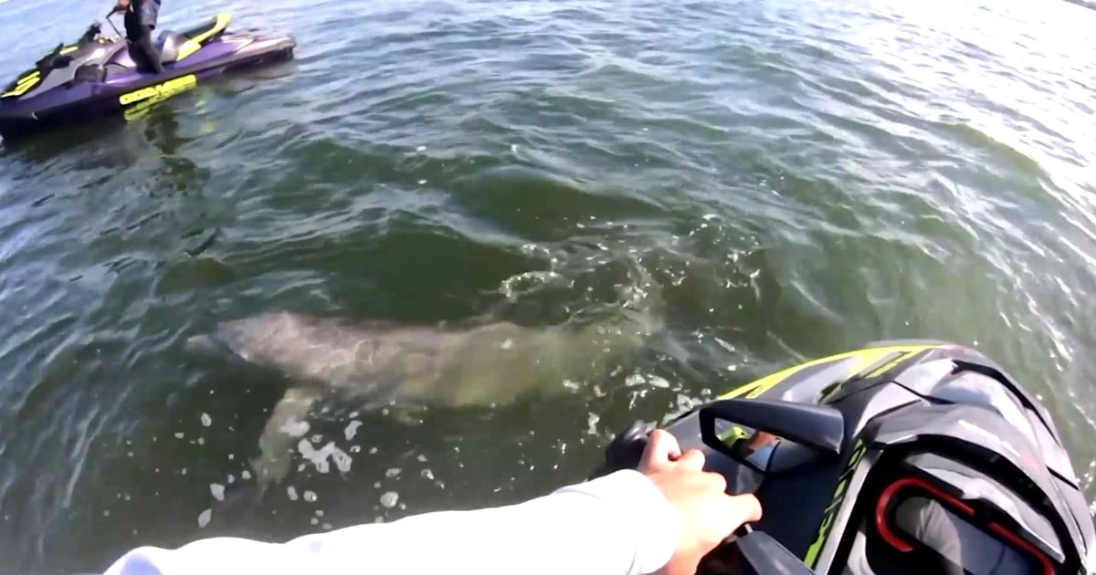 Video captures rescue of dolphin trapped in rope