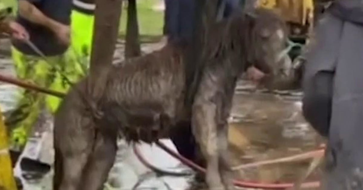 Horse and pony rescued after being trapped in mud for nearly 18 hours