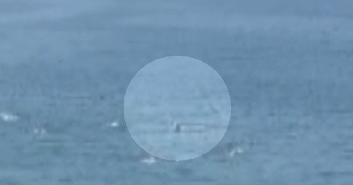 Great white attacks man off California coast