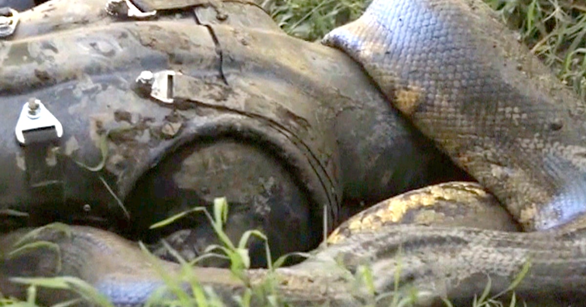 Man to be ‘eaten alive’ by anaconda on TV