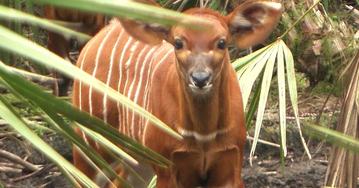 Saving the bongo Inside the fight to rescue endangered species