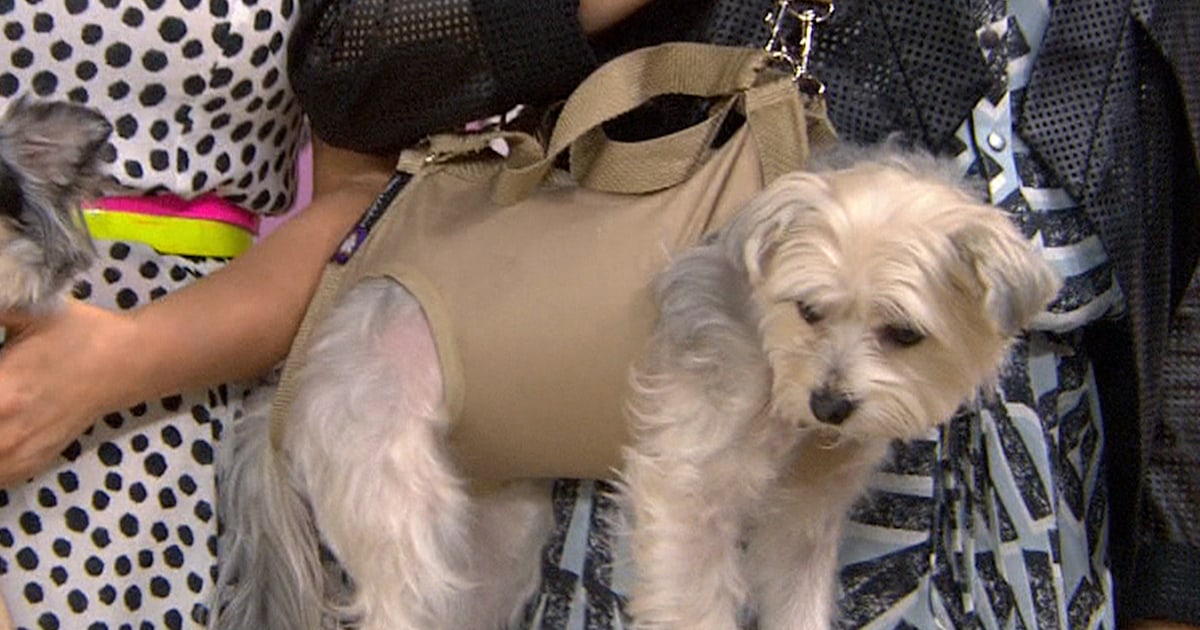 Bobbie's Buzz Puppy purses, canine cocktails and more fun dog products