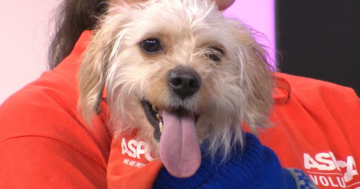 Adopt a dog! Meet adorable pups looking for new homes