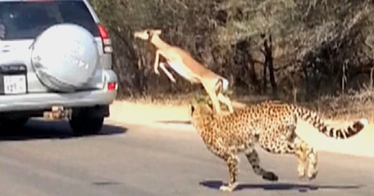 Impala fleeing cheetah leaps into tourist’s car
