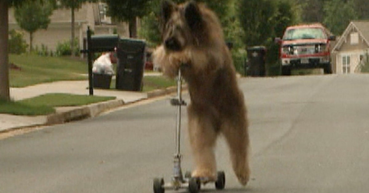 Dog on scooter training to set world record