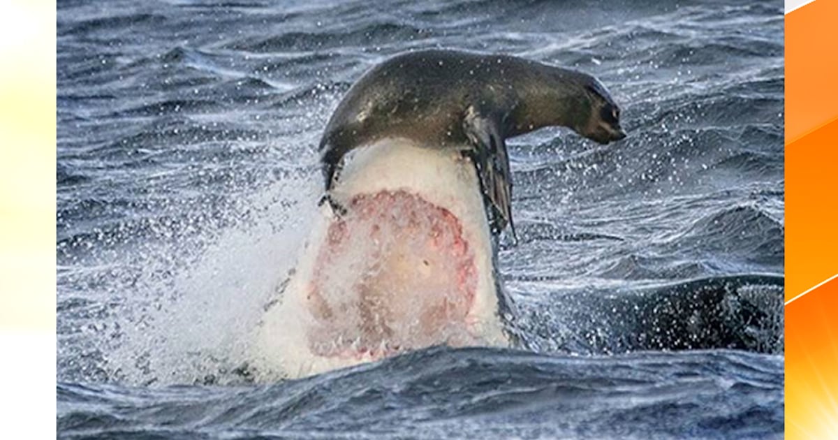 In Duel With Shark This Seal Wins By A Nose 