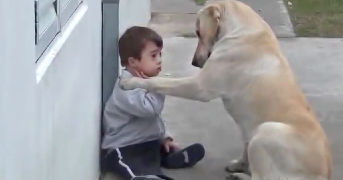 Golden retriever down sales syndrome