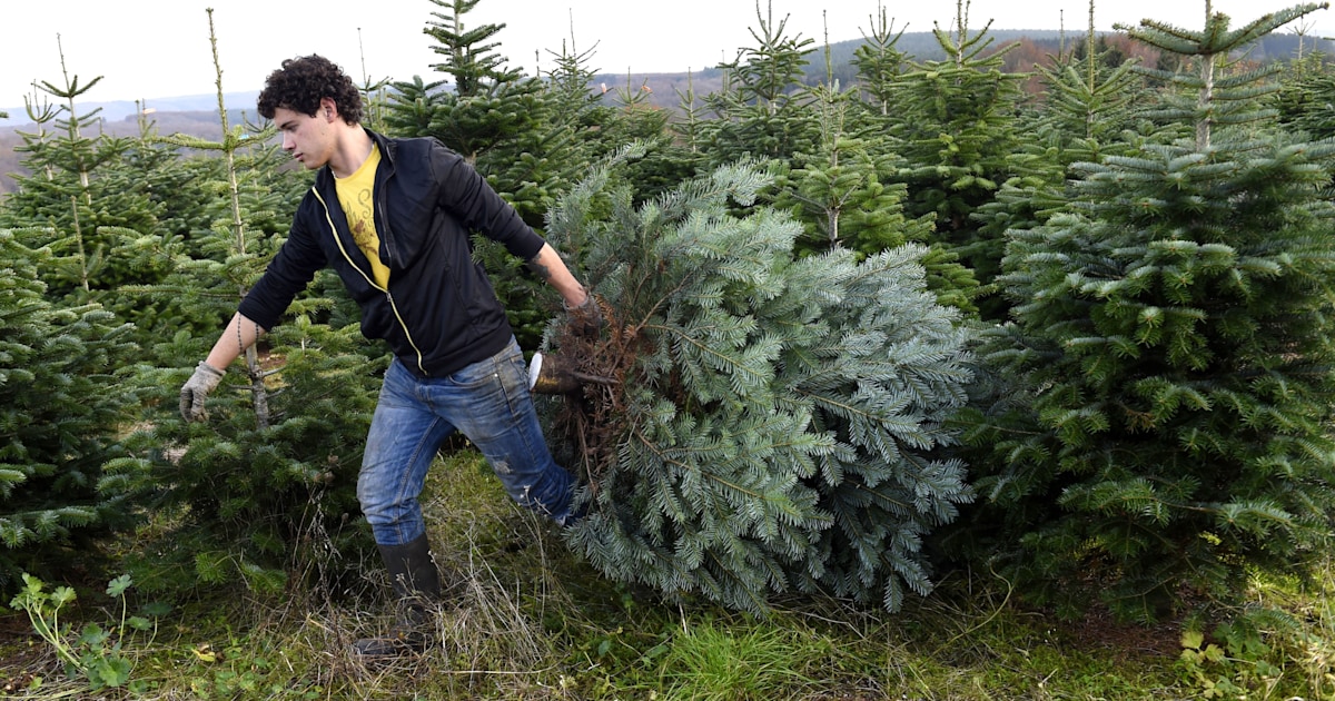 Christmas tree What you need to know to cut down your own tree