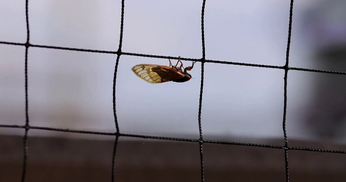 Cicadas make their presence known at Olympic events