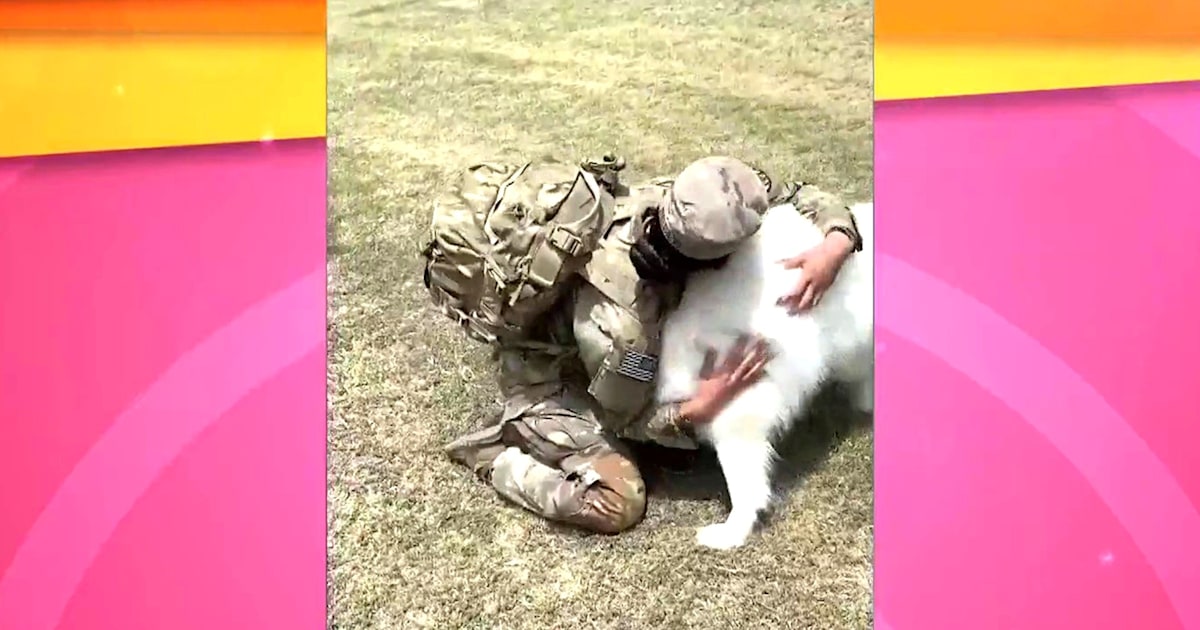 Watch this dog reunite with his military owner as she returns after 9 ...