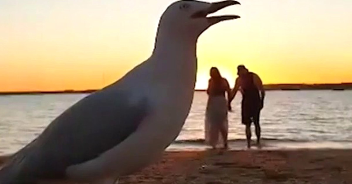 Noisy seagulls photobomb couple’s attempt at romantic video(01)