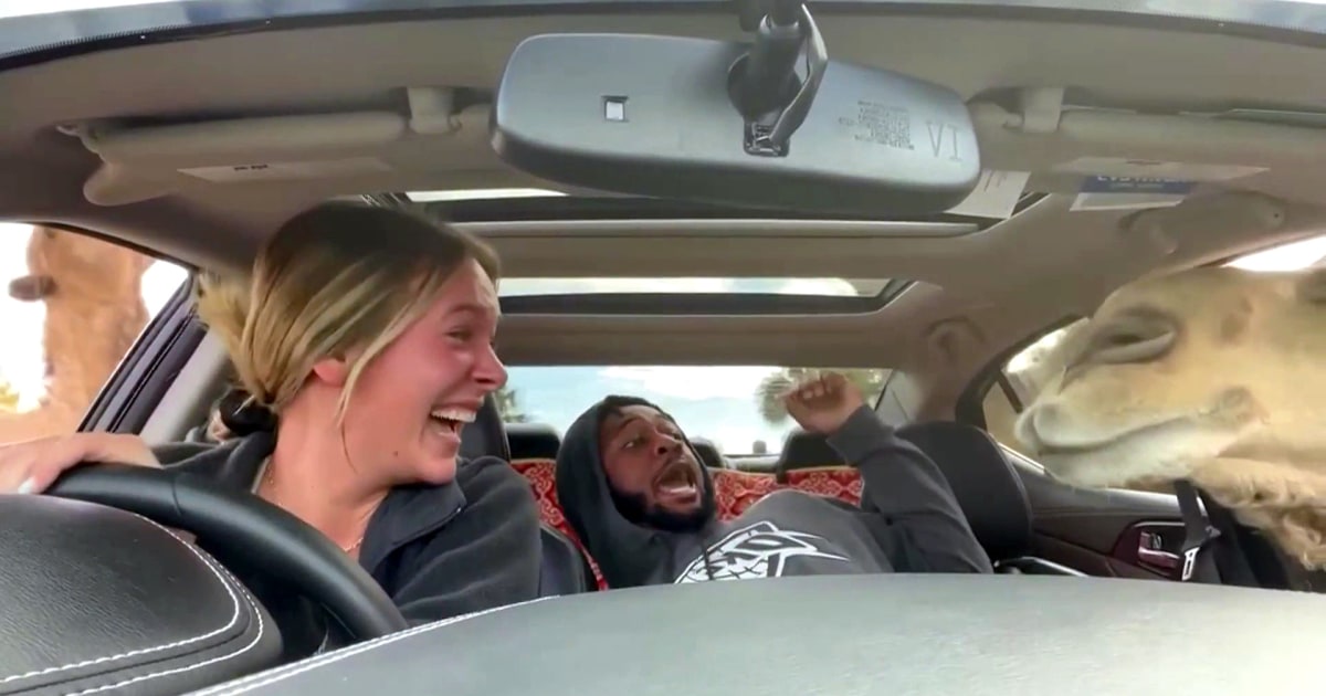 Camel scares 2 friends in viral video, and more Highs and Lows