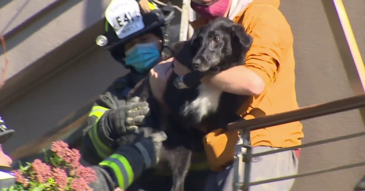 Watch this lost dog get rescued 6 days after being lost in landslide