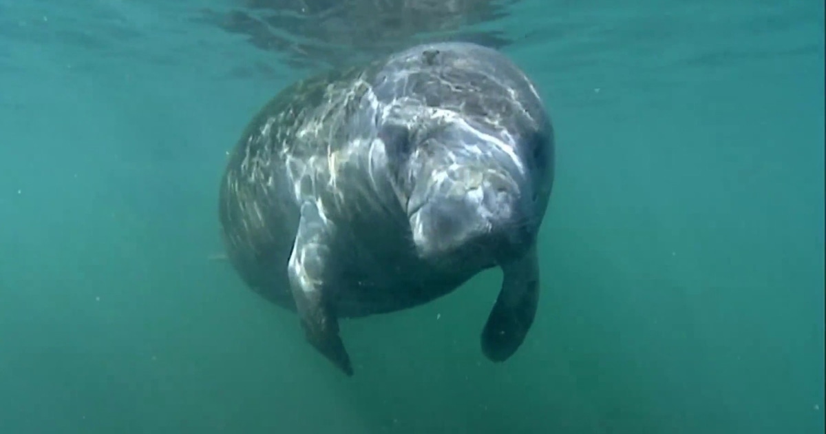 Watch as manatee is released into the wild after being rescued from ...