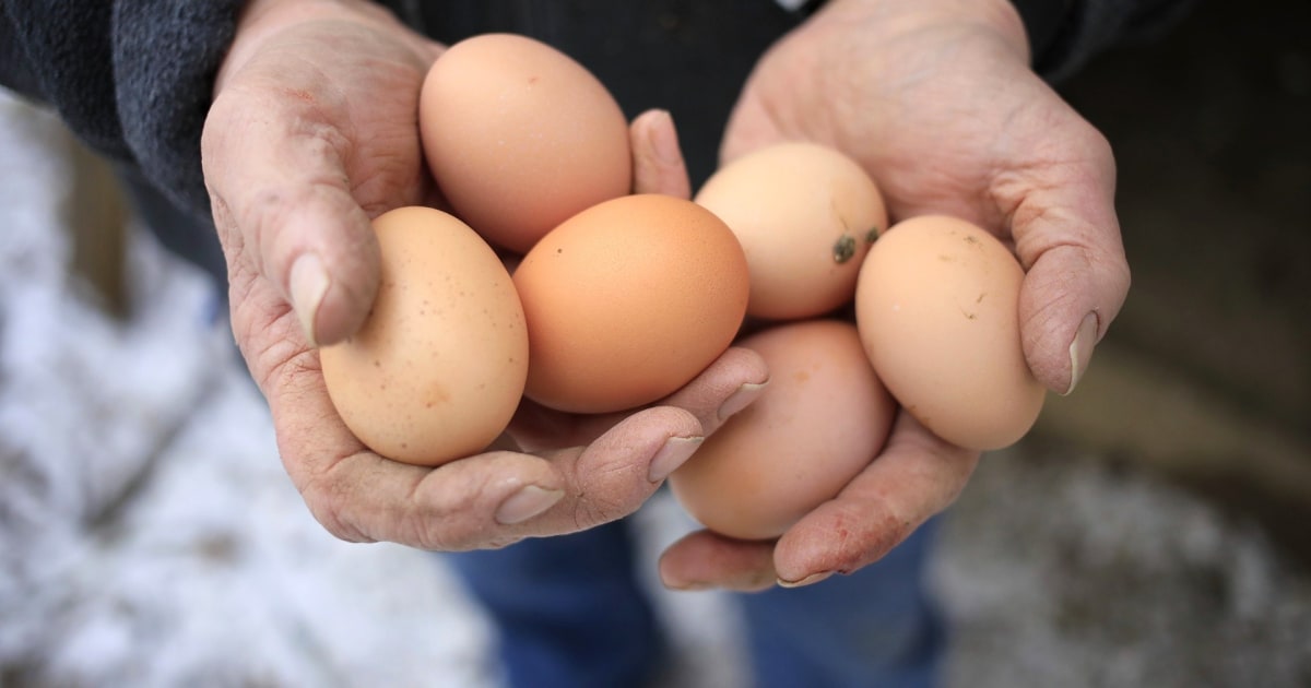 Avian flu outbreak sends egg prices soaring to historic levels