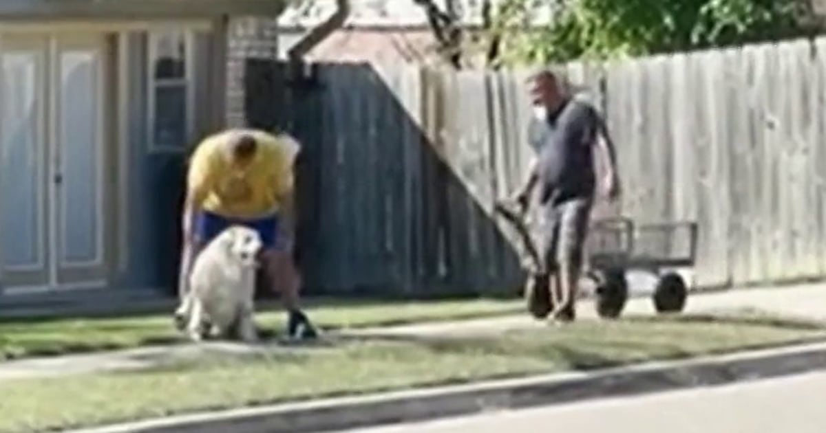 See this tired dog get a ride home in style from Good Samaritan