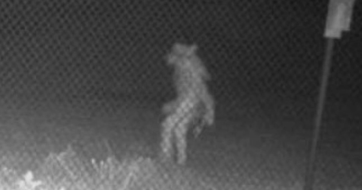 Mysterious human-like creature spotted at Texas zoo