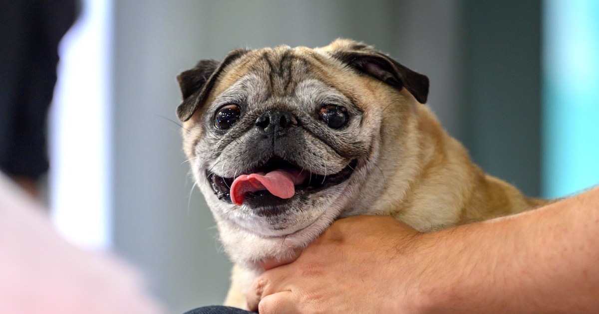 Noodle the Pug makes it a 'Bones Day' with new children's book