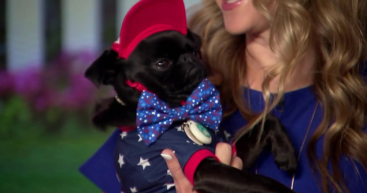 How to keep your pets safe and calm during July 4 fireworks