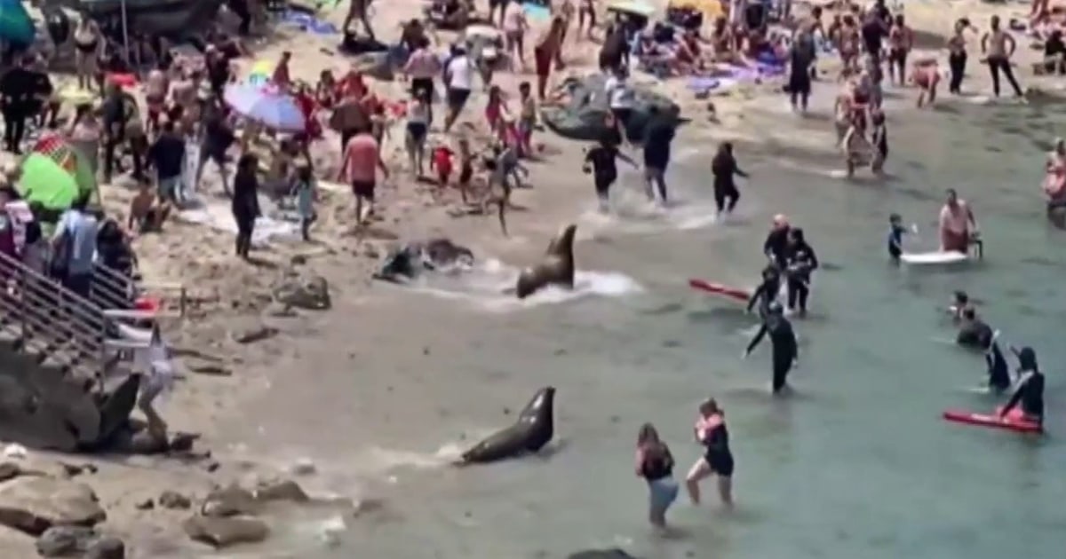 Sea lions chase away sunbathers on San Diego beach